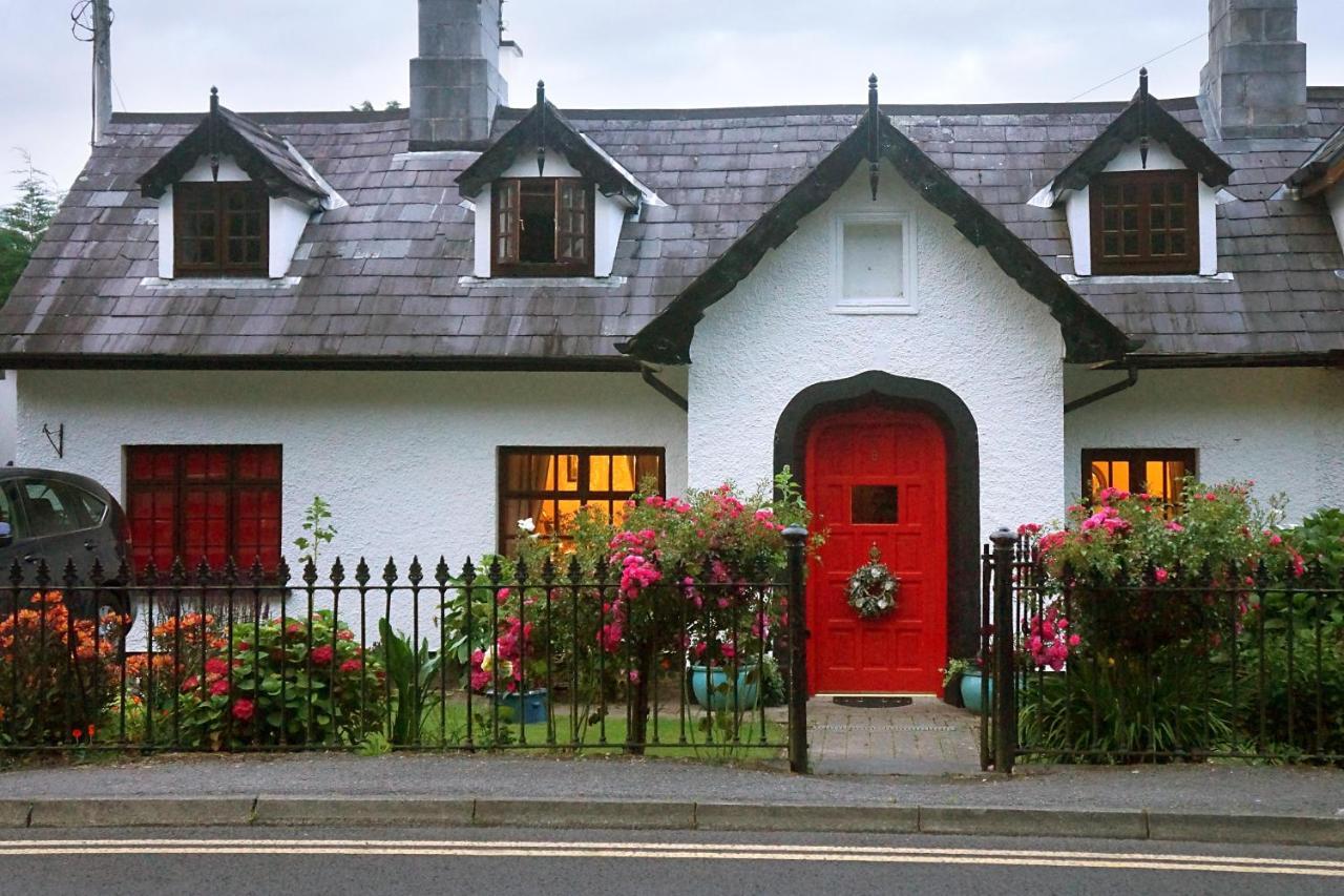 Ivy * Killarney