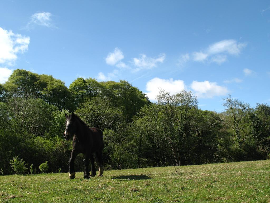 Killarney Glamping At The Grove, Suites And Lodges Luxury tent Killarney