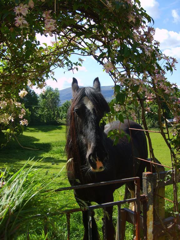 Bed & Breakfast Carriglea House 3*