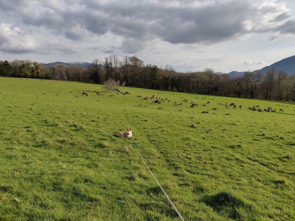 Acara Bed & Breakfast Killarney