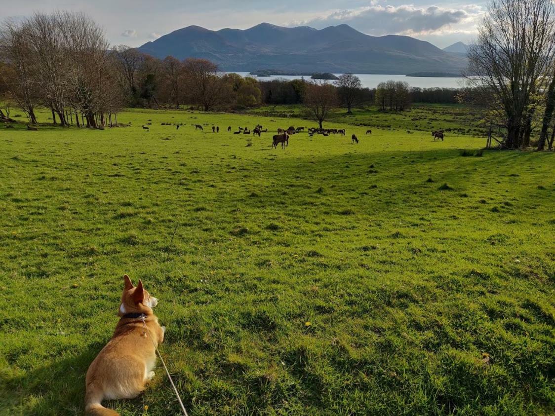Acara Killarney