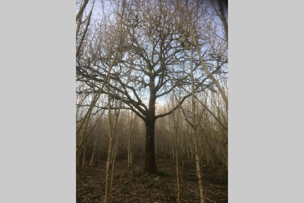 Woodford In Old Farm *