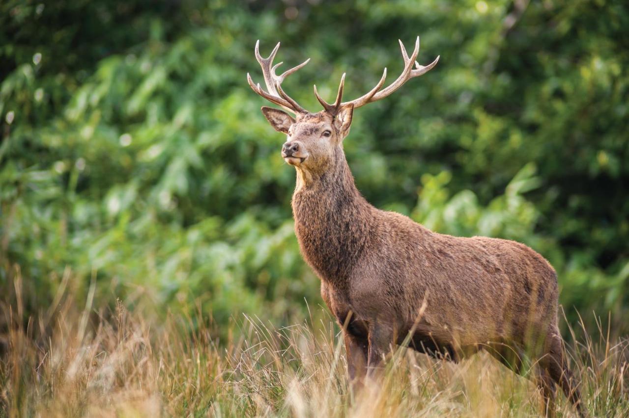 Castlerosse Park * Killarney