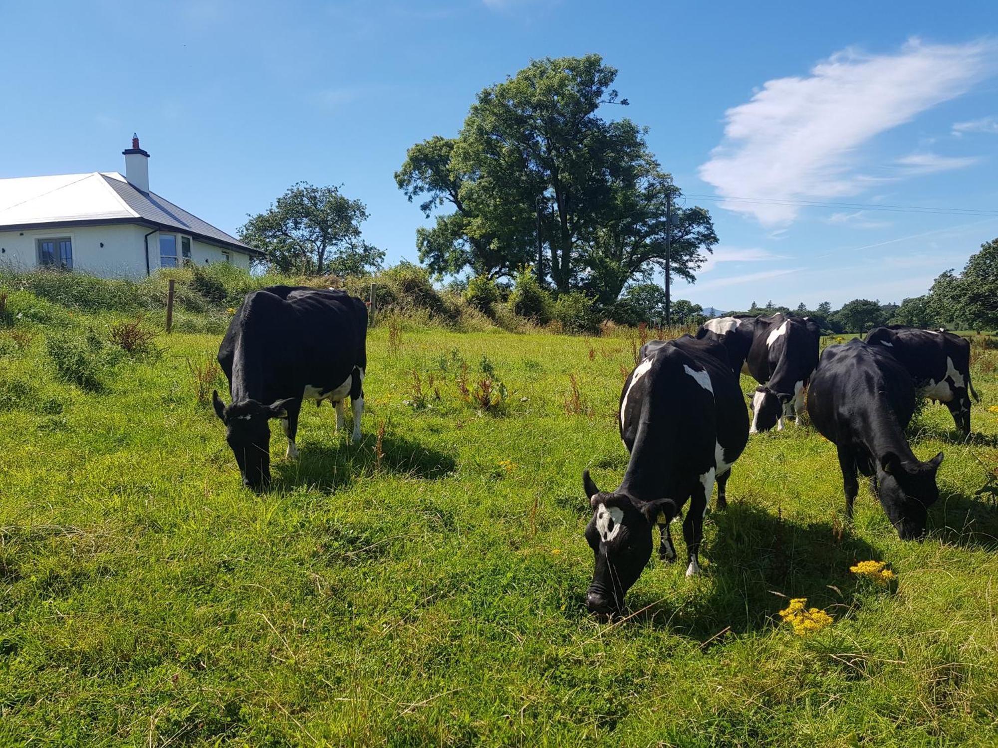 Debbie's At Tullig House & Farm Holiday home Killarney